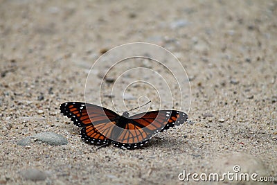 Peaceful Monarch Stock Photo