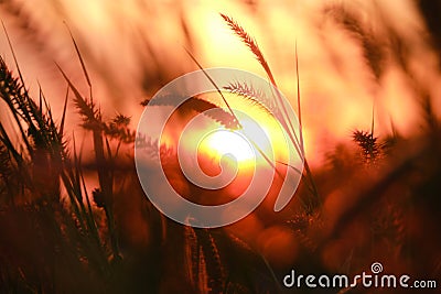 Peaceful nature morning scenery mist autumn background. Summer twilight countryside morning spring Stock Photo