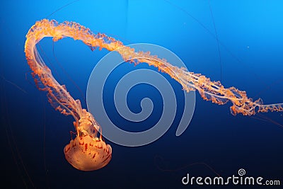 Peaceful orange jellyfish in aquarium Stock Photo