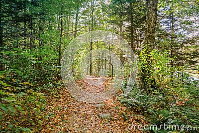 New Hampshire Mountain Forest Walk Stock Photo