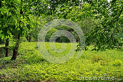 Magic place. Green nature. Relaxation and tranquility in the park. Summer landscape Stock Photo