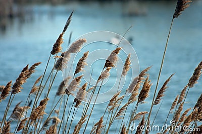 Peaceful Pond Stock Photo