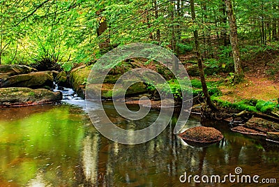 Peaceful Pond in a Forest Stock Photo