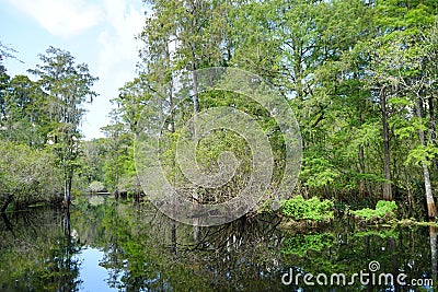 A peaceful pond Stock Photo