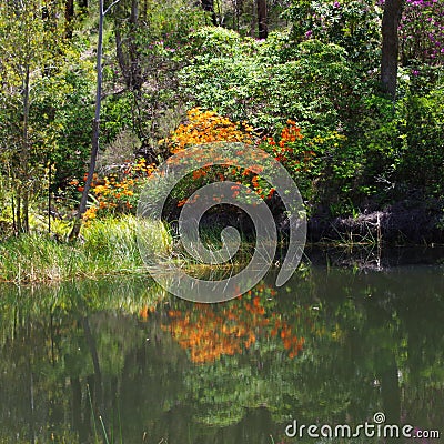 Peaceful reflection of Rhododendrion in a pond Stock Photo