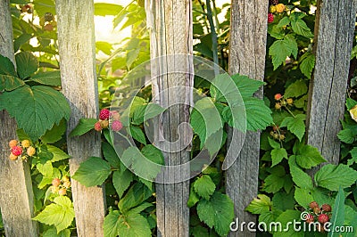 Peaceful rural landscape -BlackBerry bushes with ripe berries grow near the old wooden fence against the background of bright Stock Photo