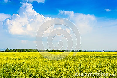 Peaceful rural landscape in wide field Stock Photo