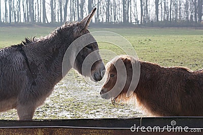 An unlikely friendship between two farm animals Stock Photo