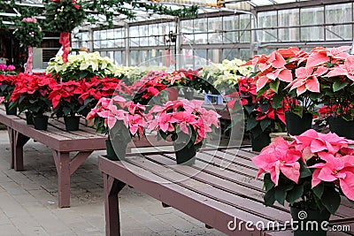Large colorful leaves and tiny yellow flowers on potted poinsettia plants in local greenhouse Stock Photo