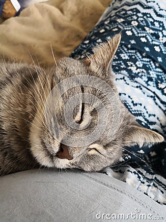 Peaceful sleepy gray cat Stock Photo