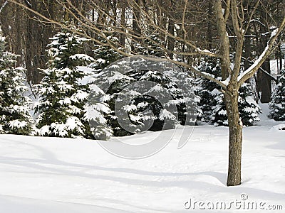 Peaceful Snow Scene Stock Photo