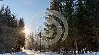 Peaceful snowy forest landscape in Tragos, Oberort in Austria Styria. Tourist destination lake Gruner See in winter. Stock Photo