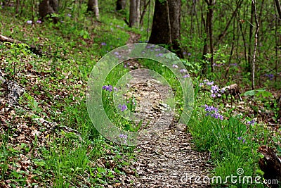 Peaceful Springtime Trail Stock Photo