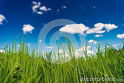 Peaceful summer rural landscape Stock Photo