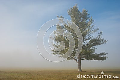 Peaceful tree in rural field Stock Photo