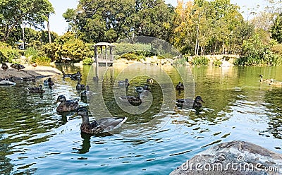 Parklife: Swimming Ducks in a green pond Stock Photo