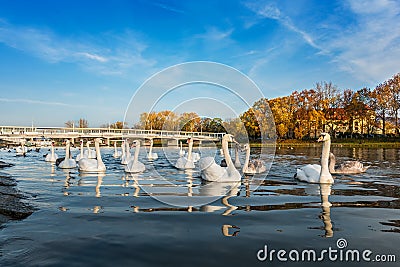 Peaceful white swans floating on the river near bridge in autumn Editorial Stock Photo