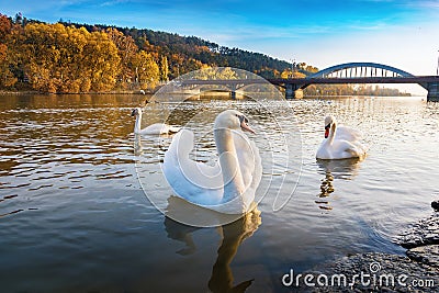 Peaceful white swans floating on the river near bridge in autumn Stock Photo