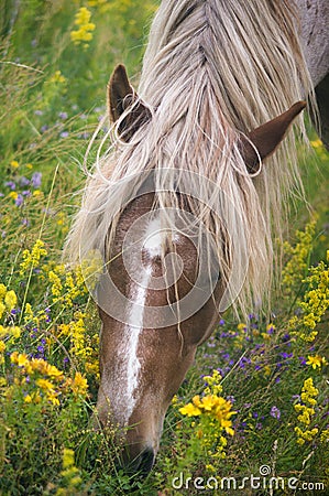 Peacefully grazing Stock Photo