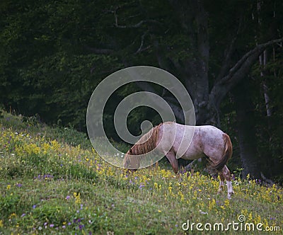 Peacefully grazing Stock Photo