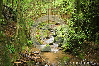 Peacefully place in black forest Stock Photo