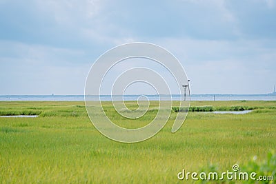 peacefully and quite green swamp by the edge of the sea Stock Photo