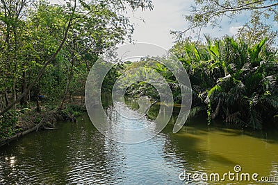 Creek flowing through lush Nipa palm grove in Bang Krachao, Thailand. Stock Photo