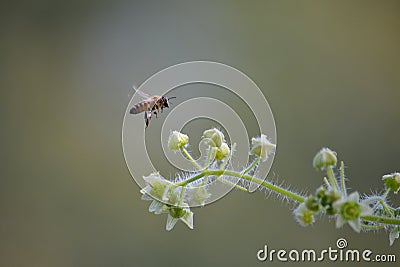 Peacefulness, freedom, softness and a bee Stock Photo