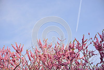 Peacefulness, freedom, softness and a tree Stock Photo