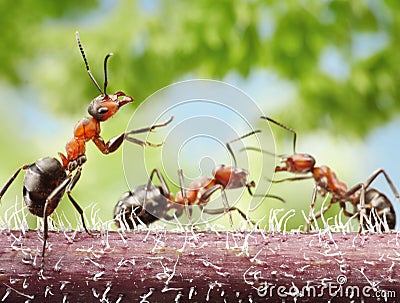 Peacemaker, ant tales Stock Photo