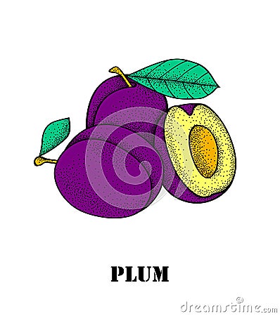 Fresh juicy plum Vector Illustration