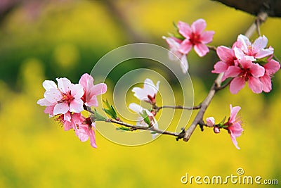 Peach blossom Stock Photo