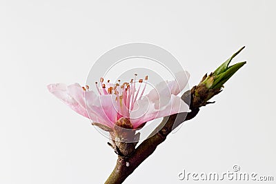 Peach blossom Stock Photo