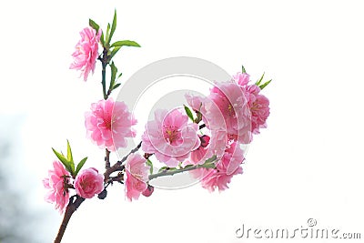 Peach blossom Stock Photo