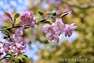 Peach blossom Stock Photo