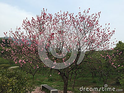 Peach blossom Stock Photo