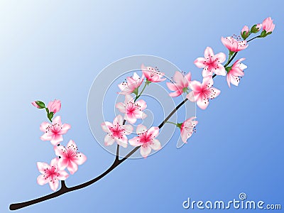 Peach blossom branch vector illustration. Vector Illustration