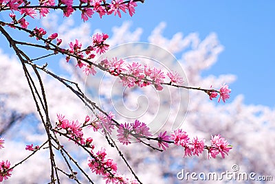 Peach blossoms Stock Photo