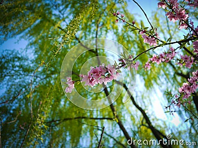 The Peach blossoms Stock Photo