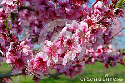 Peach blossoms Stock Photo
