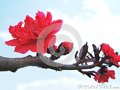 Peach blossoms Stock Photo