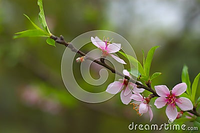 Peach blossoms Stock Photo