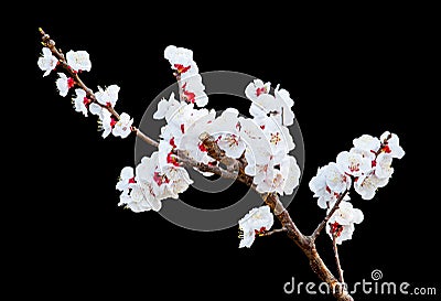 Apricot flower blossoms on the black background Stock Photo