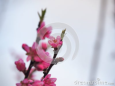 Pink Peach Blossoms-closeup Stock Photo