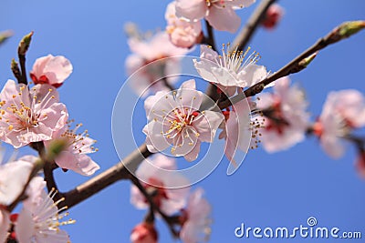 Peach blossoms flower Stock Photo