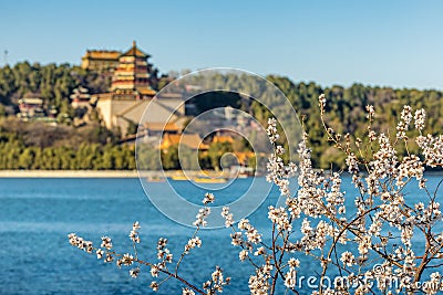 The peach blossoms in front of the Buddha Fragrant Pavilion Stock Photo