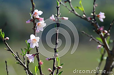 Peach Blossoms Stock Photo