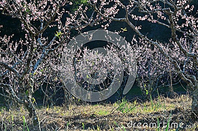 Peach Blossoms Stock Photo