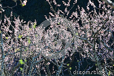 Peach Blossoms Stock Photo