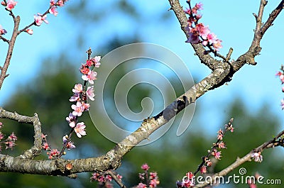 Peach Blossoms Stock Photo